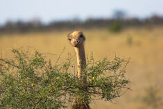 Kenya